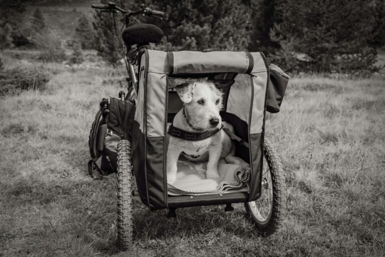pet travel carrier