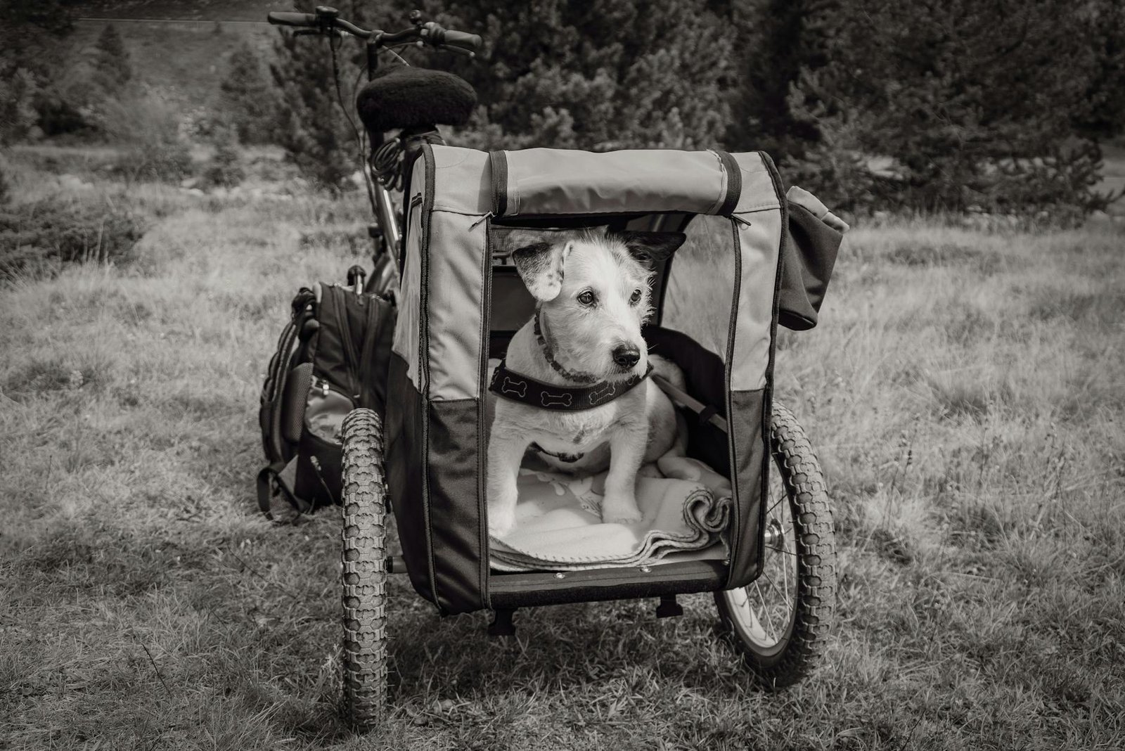 pet travel carrier