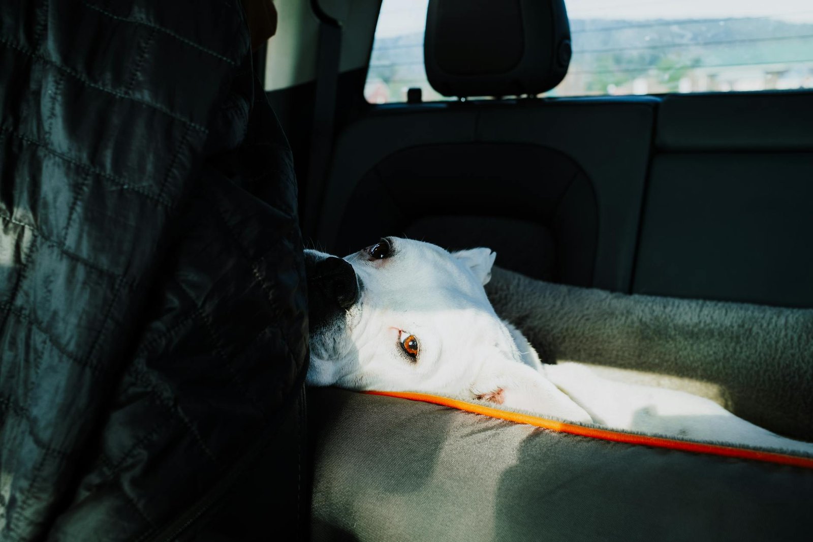 pet travel bed