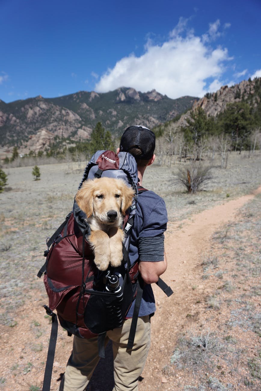 pet travel backpack