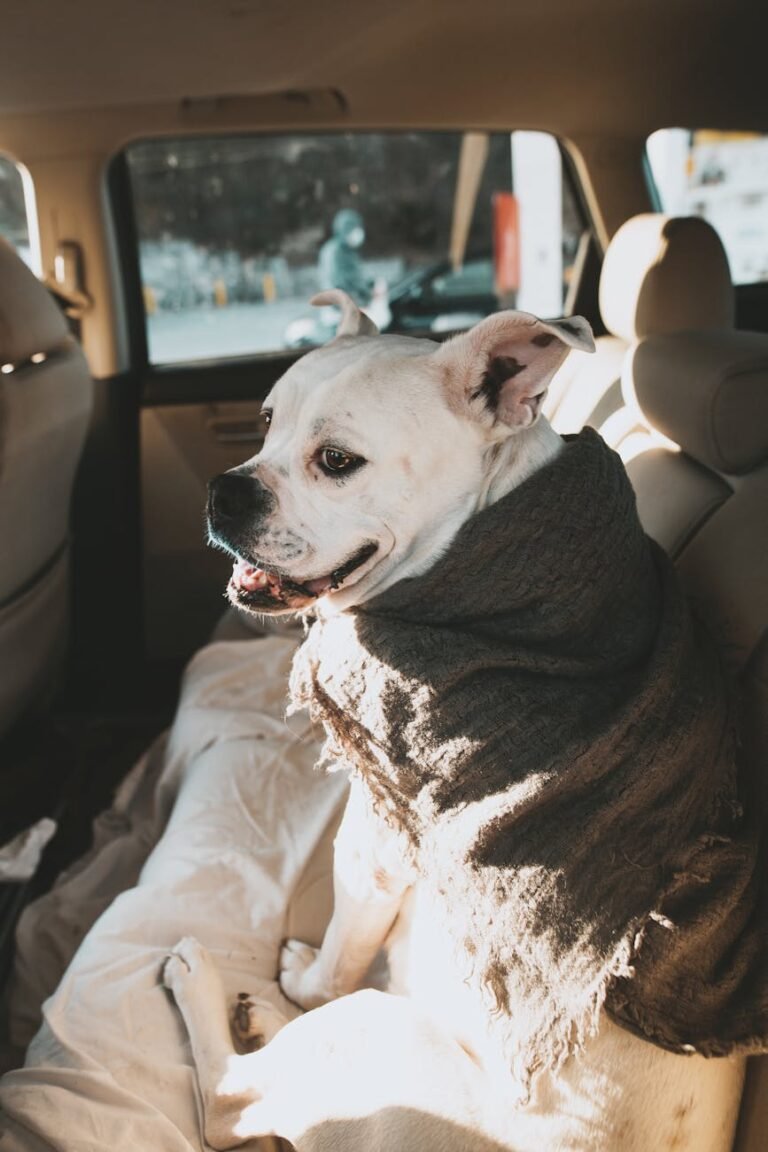 pet travel car seat