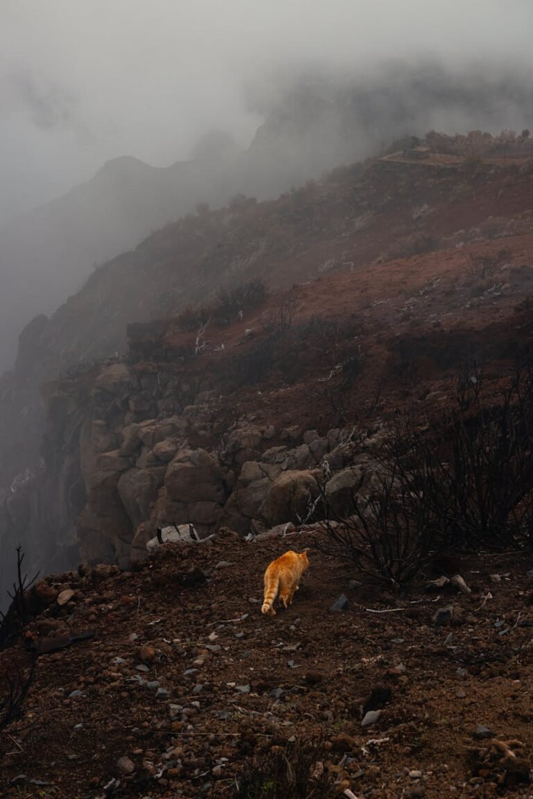 pet travel necessities