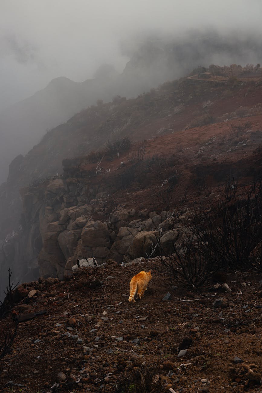 pet travel necessities